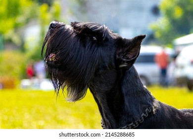 Portrait Of A Black Shaggy Dog Breed Giant Schnauzer (riesenschnauzer). The Dog Looks Up