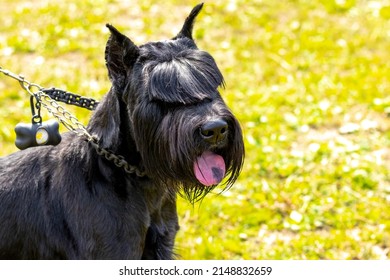 Portrait Of A Black Shaggy Dog Breed Giant Schnauzer (riesenschnauzer)