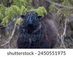 Portrait of a black sheep looking at camera in the Spring. Domestic sheep (Ovis aries). Black sheep of the family. Underwood background. Horizontal.