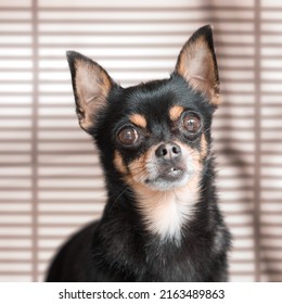 Portrait of black short haired chihuahua in studio