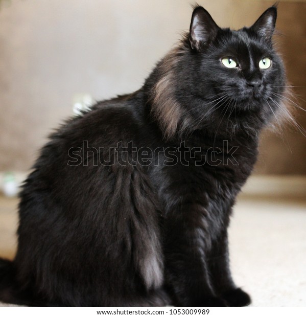 black siberian forest cat