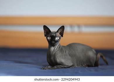 portrait of black sphynx cat lying on the bad