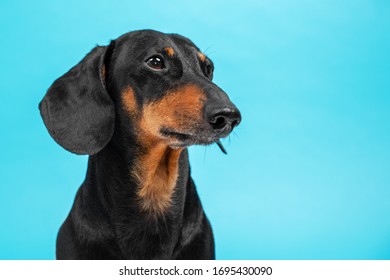The portrait of black and tan dachshund with cute face expression. Indoors, studio, turquoise background, copy space.