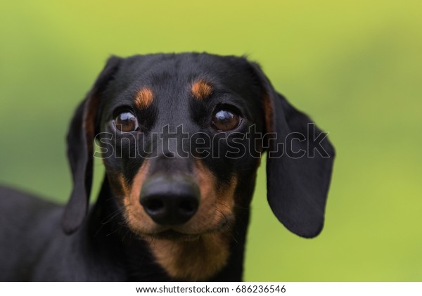 Portrait Black Tan Smoothhaired Miniature Dachshund Stock Photo