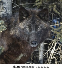 Portrait of a black timber wolf