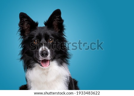 portrait of a black and white border collie dog in front of a white background