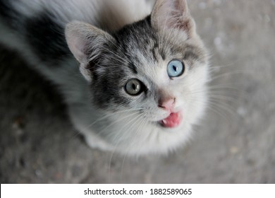 Portrait Of A Black And White Cat With Different Coloured Eyes. Hungry Street Kitten Begging For Food.