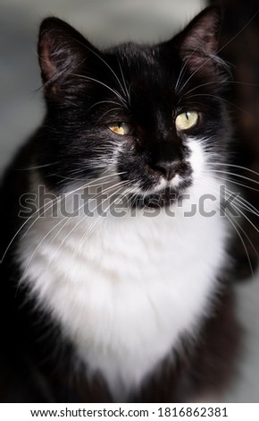 Portrait of a black and white cat with olive eyes.