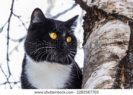 Portrait of a black and white cat on a birch branch near the trunk. The coat is short, the eyes are bright yellow. Winter, there are no leaves on the tree.