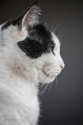 Portrait Of A Black And White Cat, Profile View