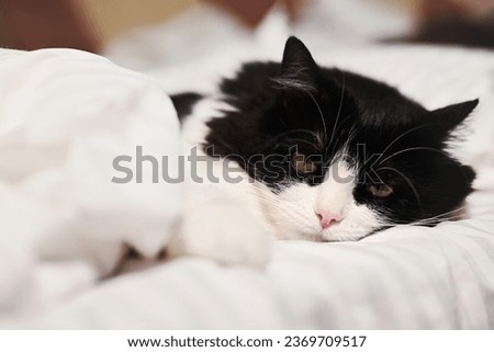 Portrait of a black and white cat. Sad cat lying in bed and looking at one point. Concept of depression or fall moping.