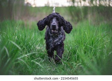 16,183 Black and white spaniel Images, Stock Photos & Vectors ...