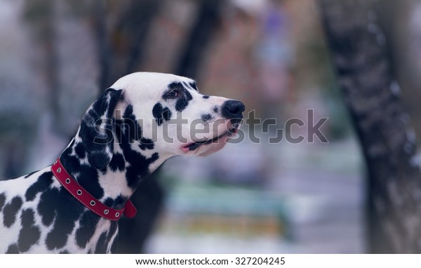 Portrait of black and white dalmatian dog\
breeding on a background of the first\
snow\
