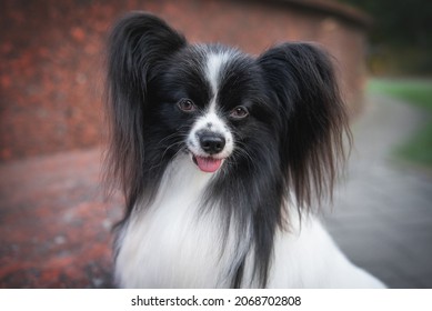 Portrait of a black and white dog papillon breed close-up