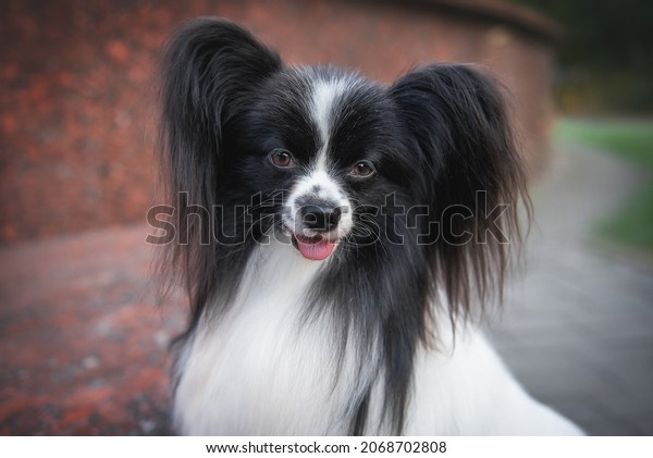 Portrait\
of a black and white dog papillon breed\
close-up
