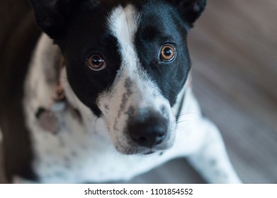 Portrait Black White Mix Breed Dog Stock Photo 1101854552 | Shutterstock