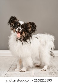 Portrait of the black and white papillon dog which stands on the floor with his tongue out                  