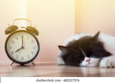 Portrait Of Black And White Persian Kitty Cat Sleeping Near Vintage Alarm Clock With Sunbeams