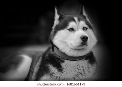 Porträt von schwarz-weißem sibirischem Husky.