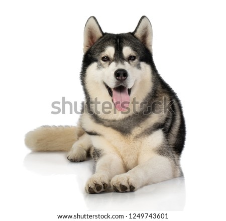 portrait of black and white siberian Husky dog isolated on white background