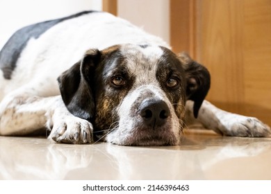 Portrait of a black and white spotted pointer dog laying on the floor with his paws beside his head, looking at the camera waiting for his owner