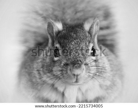 Similar – Image, Stock Photo Omnomnoma Animal