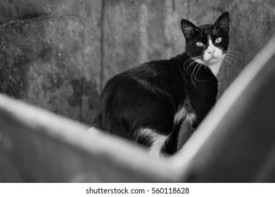 Portrait Black White Stray Cat Searching Stock Photo 560118628 ...