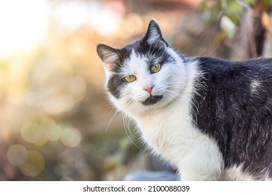 Portrait of a black and white tabby cat in winter fur in the garden outdoors