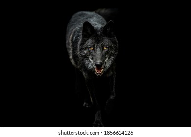 Portrait of black wolf with a black background