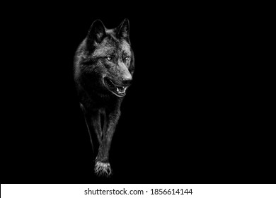 Portrait of black wolf with a black background