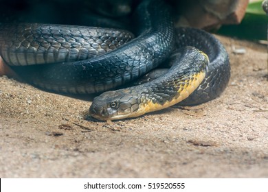 Portrait Of Black And Yellow King Cobra Snake Clawing In The Zoo