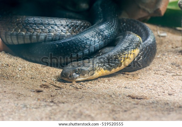 Portrait Black Yellow King Cobra Snake Stock Photo (Edit Now) 519520555