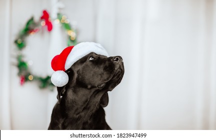 Portrait of black young Labrador retriever in Santa's cap against white background with Christmas wreath. Copy space.