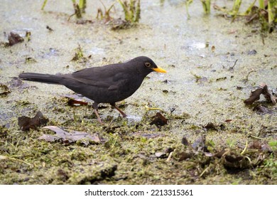 Portrait Of A Blackbird On A Swamp In Spring