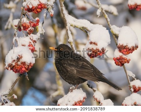 Portrait of a blackbird (Turdus merula) feeding on snow-covered berries of mountain ash (Pyrus aucuparia) in winter.