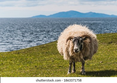 Portrait of blackface sheep in the Isle of Skye with blurred sea background, Scotland. Concept: typical Scottish pets