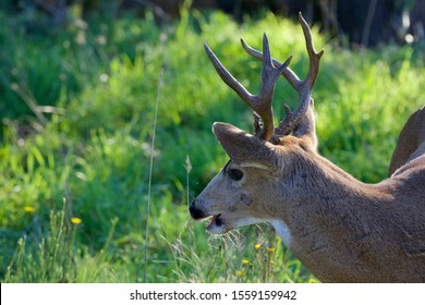 Portrait Of Black-tailed Deer Buck With Fine Set Of Antlers With Mouth Open Contrasted With Green Grass, Public Land Near Victoria, BC.