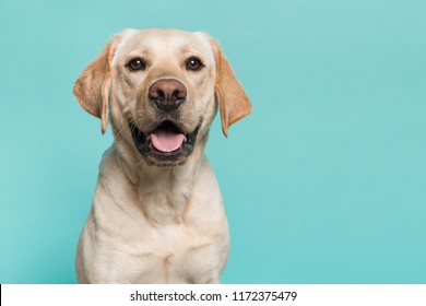 Labrador Images Stock Photos Vectors Shutterstock