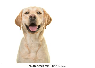Portrait of a blond labrador retriever dog looking at the camera with a big happy smile isolated on a white background - Shutterstock ID 1281101263