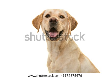 Portrait of a blond labrador retriever dog looking at the camera with mouth open seen from the side isolated on a white background