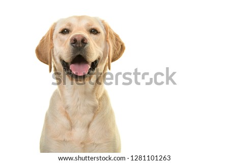Portrait of a blond labrador retriever dog looking at the camera with a big happy smile isolated on a white background