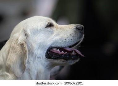 Chien D Arret De Labrador Images Stock Photos Vectors Shutterstock