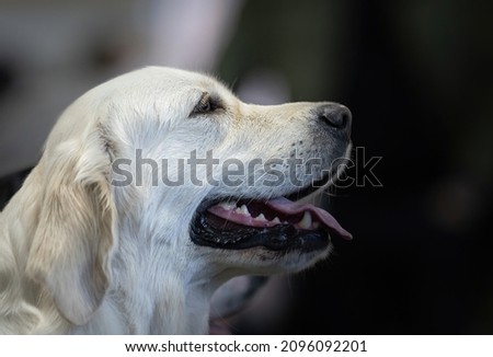 Portrait of a blond labrador retriever on a natural background