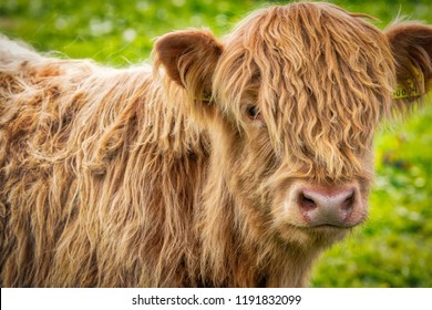 Highland Coos Images Stock Photos Vectors Shutterstock