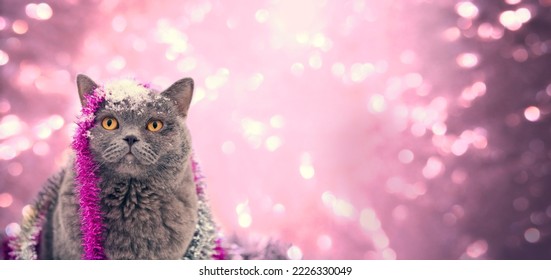 Portrait of a Blue British shorthaired cat entangled in colorful Christmas tinsel on pink glitter background. Horizontal banner, poster - Shutterstock ID 2226330049
