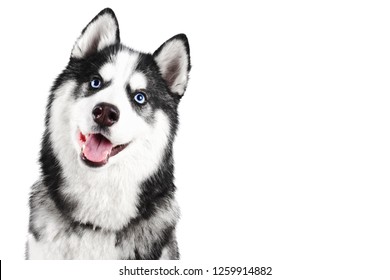 Retrato de un bello perro Husky Siberiano con los ojos azules sonriendo con la lengua aislada en fondo blanco con espacio para copiar