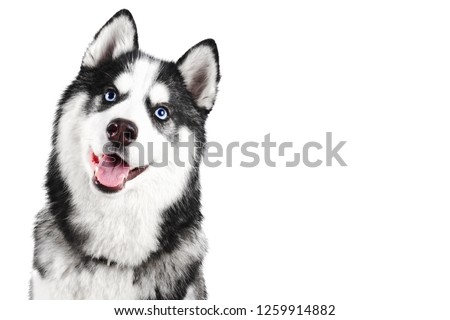 Portrait of a blue eyed beautiful smiling Siberian Husky dog with tongue sticking out isolated on white background with copy space