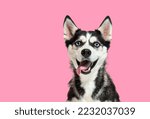 Portrait of a blue eyed husky dog, looking up, panting with mouth open on a pink background