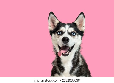 Portrait of a blue eyed husky dog, looking up, panting with mouth open on a pink background - Powered by Shutterstock