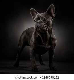grey and black french bulldog